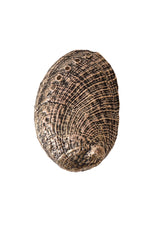 Abalone Seashell Metal Belt Buckle @ Recess LA